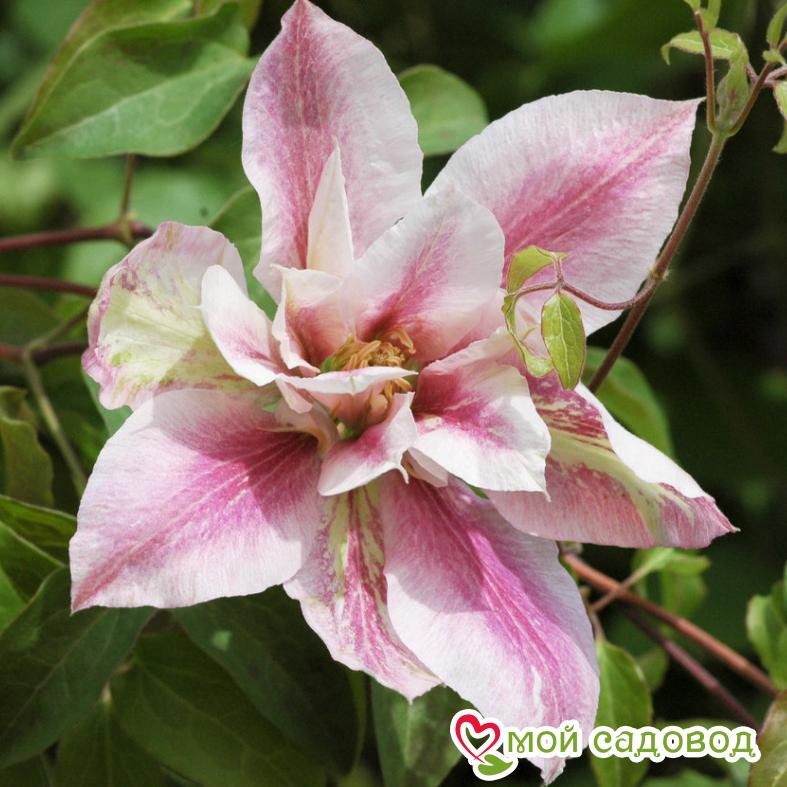 Клематис Андромеда ЗКС