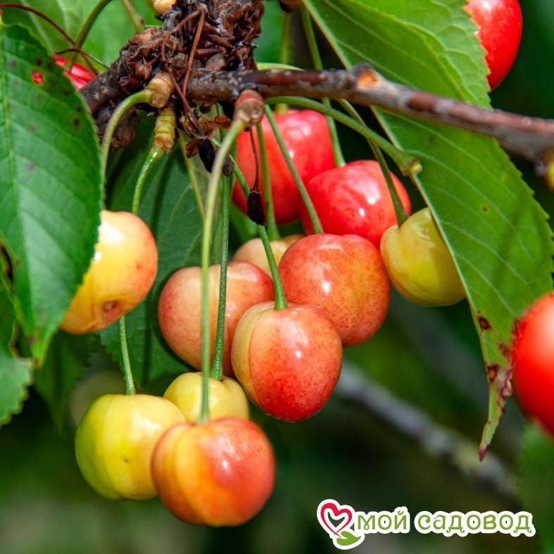 Черешня крупноплодная розовая Садко