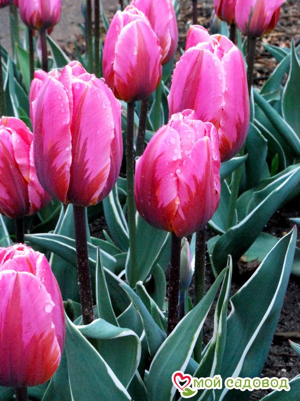 Тюльпан Триумф Претти Принцесс