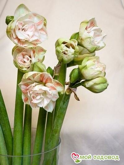 Амариллиса Махровый Нимф