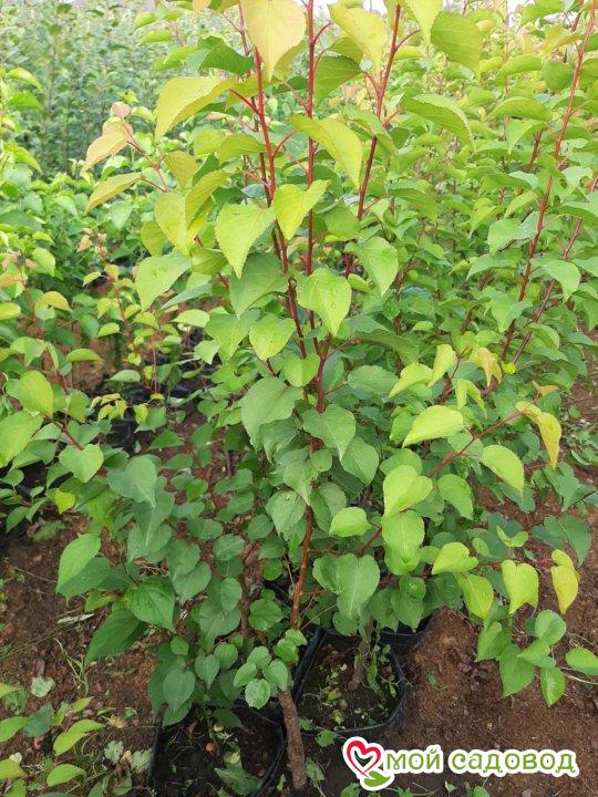 Абрикос Урель